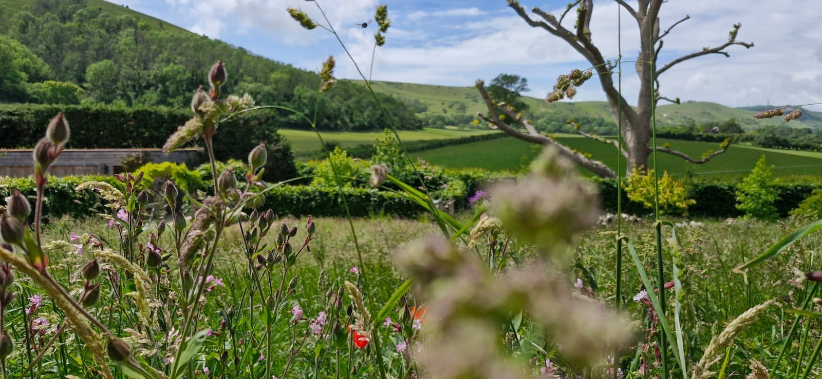 Wildflower meadow